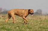 RODESIAN RIDGEBACK 145